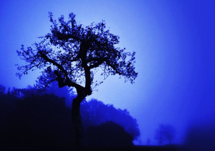 Eckhard Ischebeck Gewächse - Baum in Blau