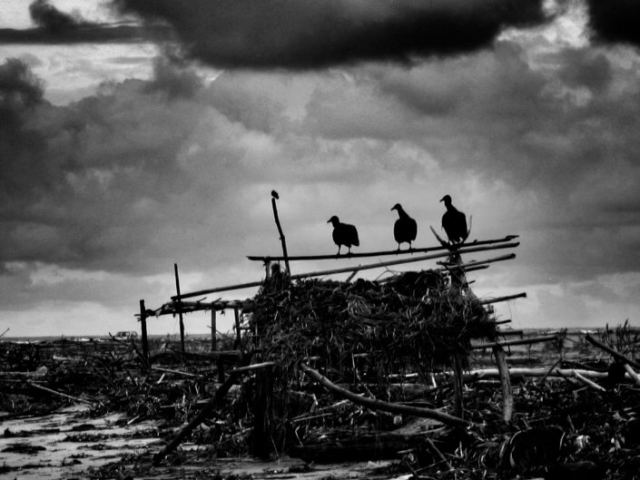 Black Bird Society