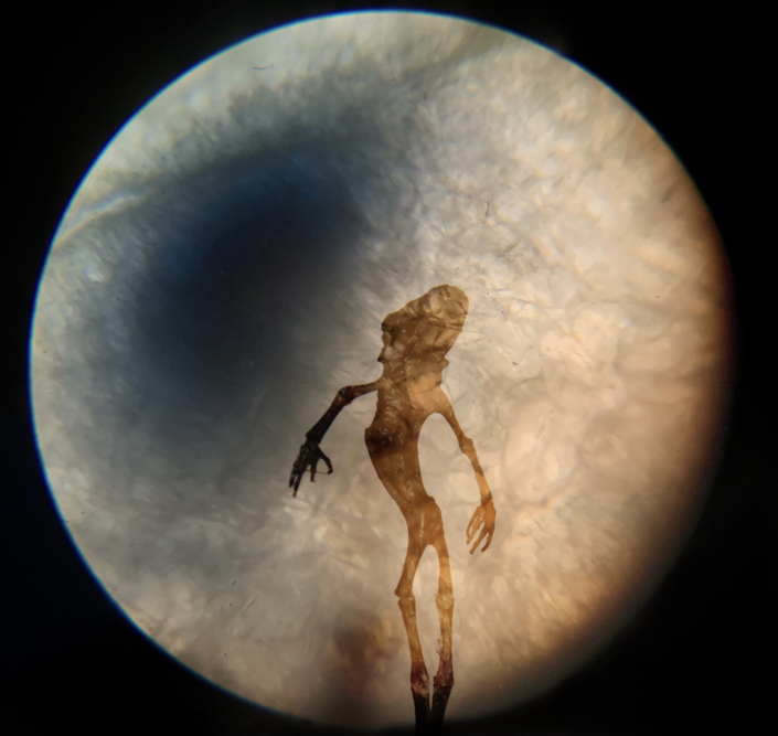 Eckhard Ischebeck - Der Frosch im Mond