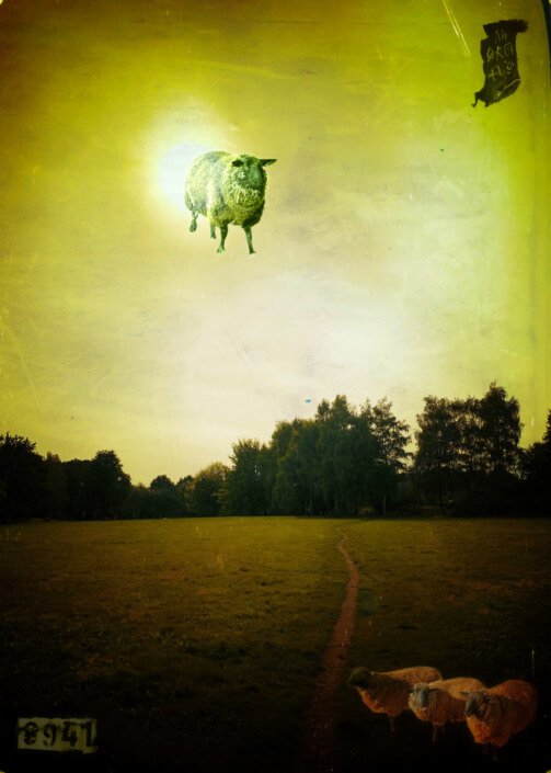 Eckhard Ischebeck - In der Sonne das Schaf