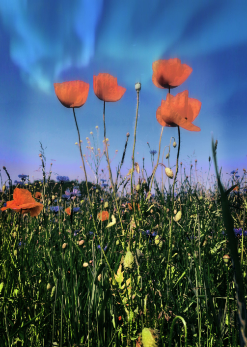Eckhard Ischebeck - Strange poppies